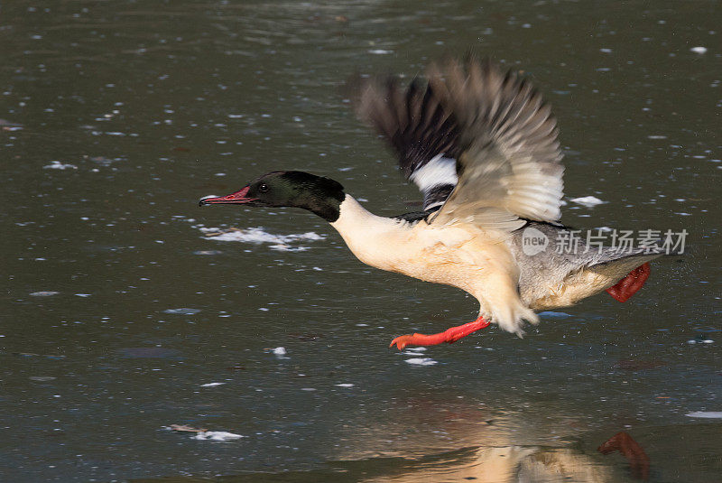 公沙鼠(Mergus merganser)